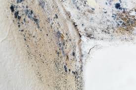 Mold Odor Removal Services in Arden On The Severn, MD